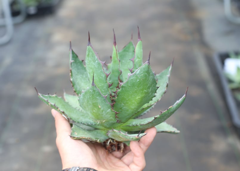 アガベホリダ極上株 Agave horrida No.AHRD010 Agave colorata x