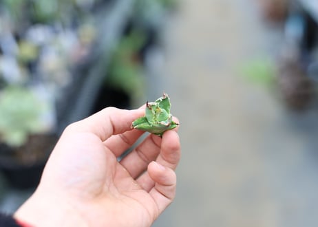 アガベ　チタノタ　オテロイ　カキコ株