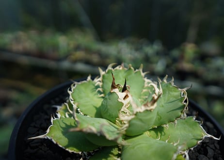 アガベ　チタノタ　フィリグリー　agave titanota filigree　No.2