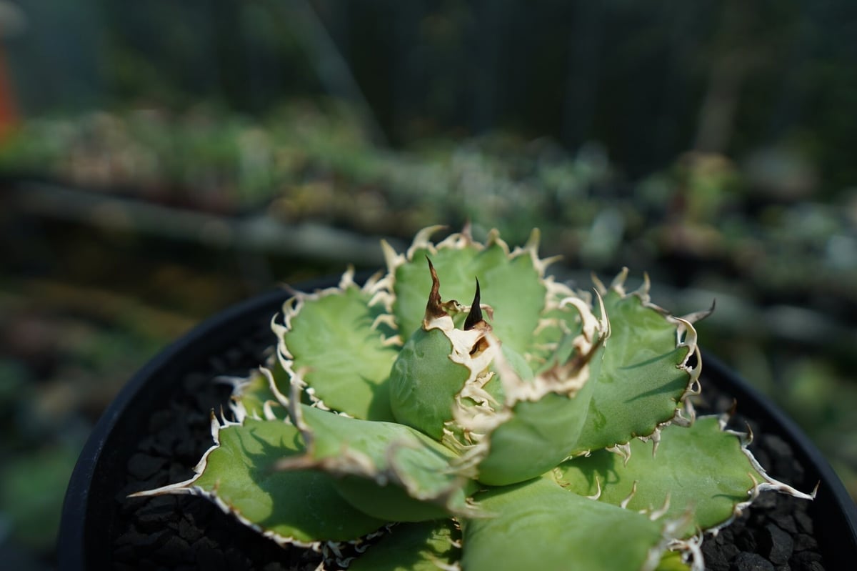 日本公式品 アガベ チタノタ フィリグリー 多肉植物アガベ 苗木・植木