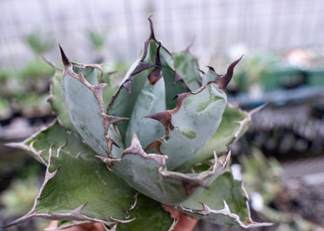 Agave titanota Agave B&B S No.1
