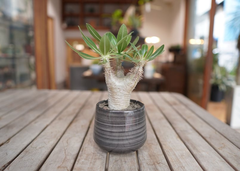 パキポディウム ホロンベンセ Pachypodium horombense | mana's