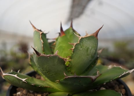 agave titanota　FO-76　NO.22