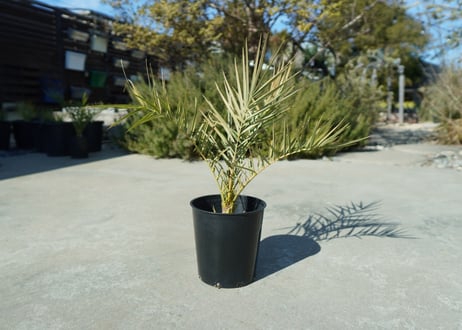 ナツメヤシ　Phoenix dactylifera  No.1