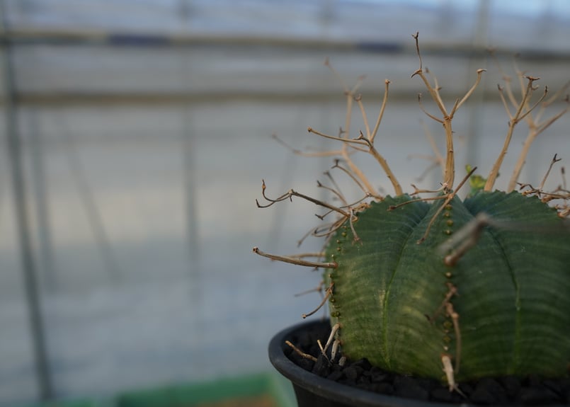 ユーフォルビア スーパーバリダ Euphorbia super valida No.1 |