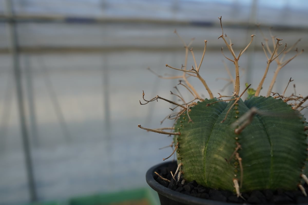 ユーフォルビア スーパーバリダ Euphorbia super valida No.1 |