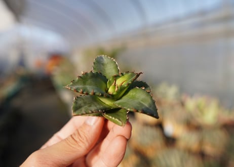 agave titanota ソーラーエクリプス　 NO.5