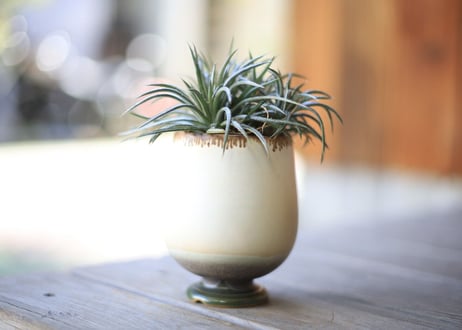 ディッキア　コルスタミネア　Dyckia choristaminea