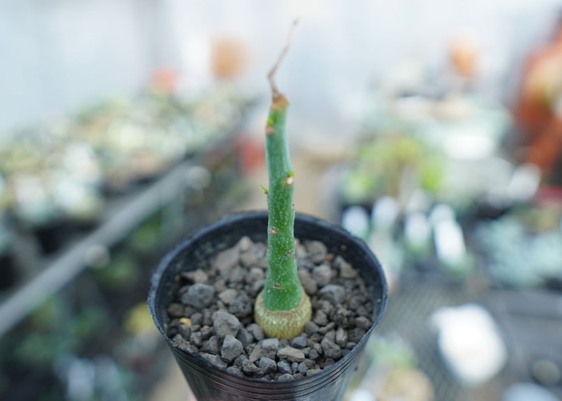 アデニア グラウカ Adenia Glauca No.3 | mana's farm:塊根植物