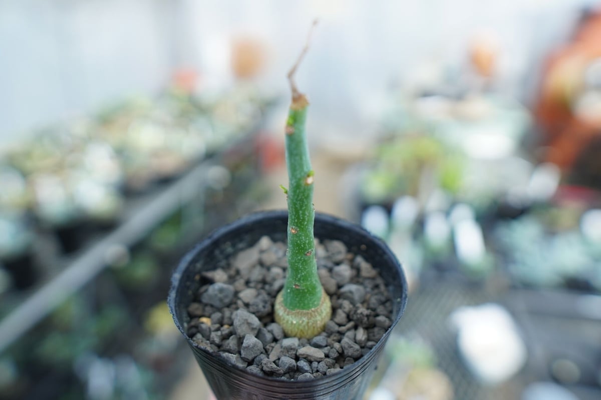 アデニア グラウカ Adenia Glauca No.3 | mana's farm:塊根植物