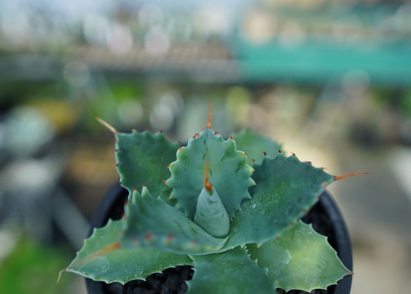 アガベ イシスメンシス Agave Isthmensis No.2 | mana's farm