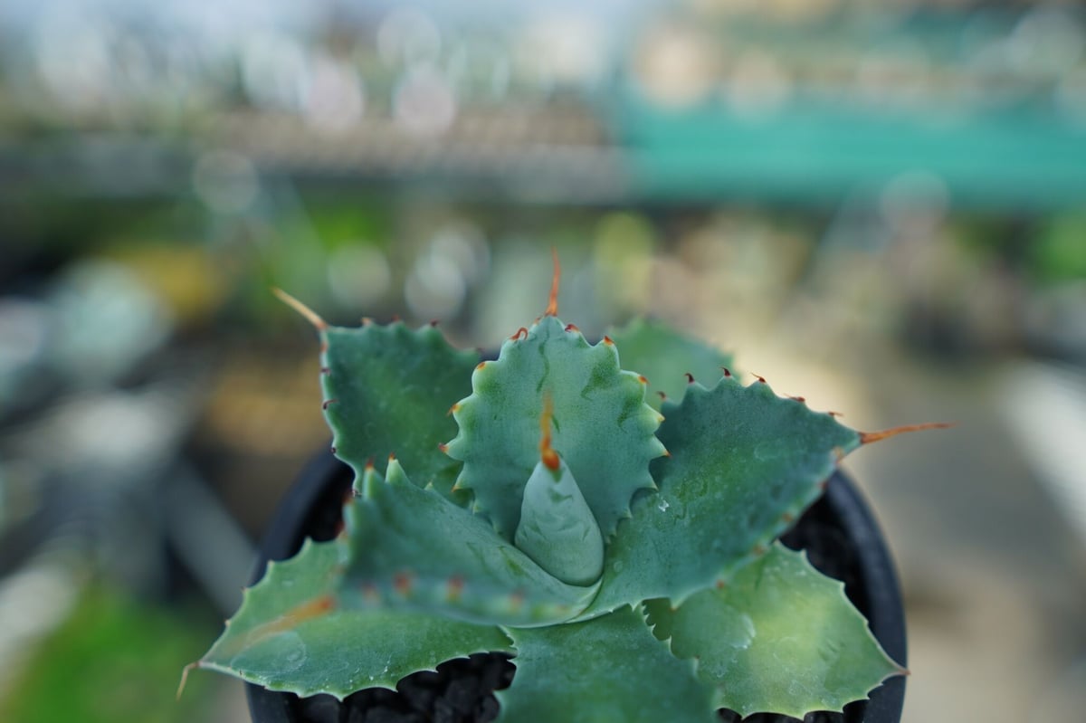 アガベ イシスメンシス Agave Isthmensis No.2 | mana's farm