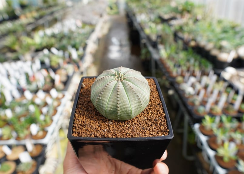 ユーフォルビア オベサ | mana's farm:塊根植物・アガベ・ドライ