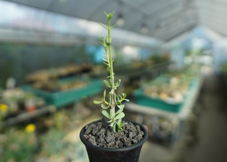 ケラリア フルチコーサ　Ceraria fruticosa