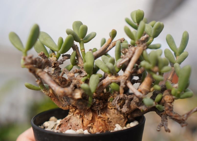 CerariaPygmaea ケラリア ピグマエア ケラリア ピグマエア 【発根済】S | RAFLUM / ラフラム｜東京、大阪の