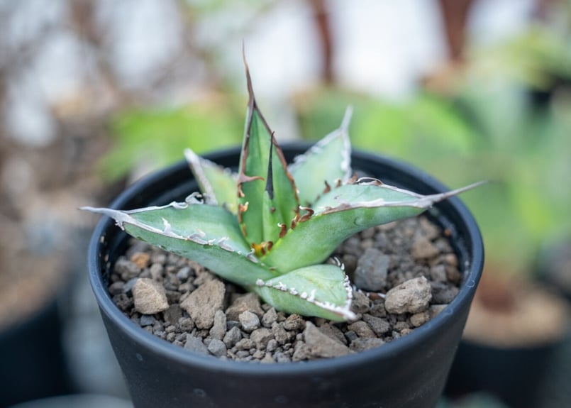 アガベ オテロイ agave oteroi No.1 | mana's farm:塊根植物・ア