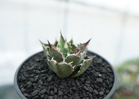 アガベ　チタノタ　FO-76　agave titanota  FO-76　No.12
