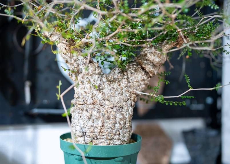 オペルクリカリア パキプス | mana's farm:塊根植物・アガベ・ドライ