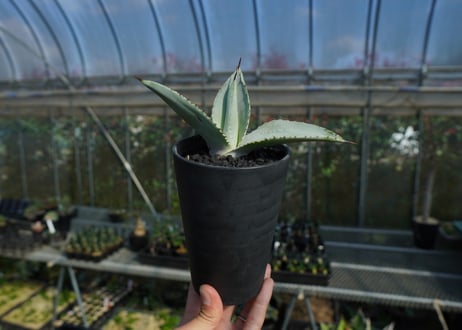 アガベ　ドラゴントゥース　Agave Dagontoes　No.1