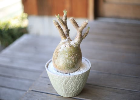 グラキリス　 Pachypodium Gracilius