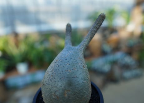 【未発根】パキポディウム　グラキリス　 Pachypodium Gracilius  No.31