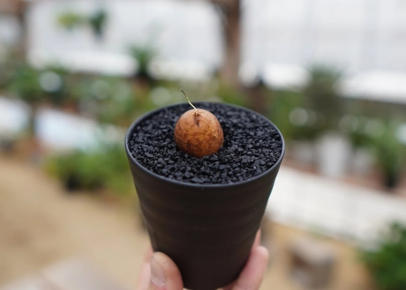 亀甲竜 No.11 | mana's farm:塊根植物・アガベ・ドライガーデン植物