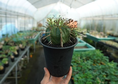 ユーフォルビア　スーパーバリダ　Euphorbia super valida  No.2