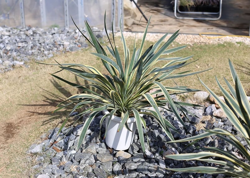 ユッカ アロイフォリア | mana's farm:塊根植物・アガベ・ドライ