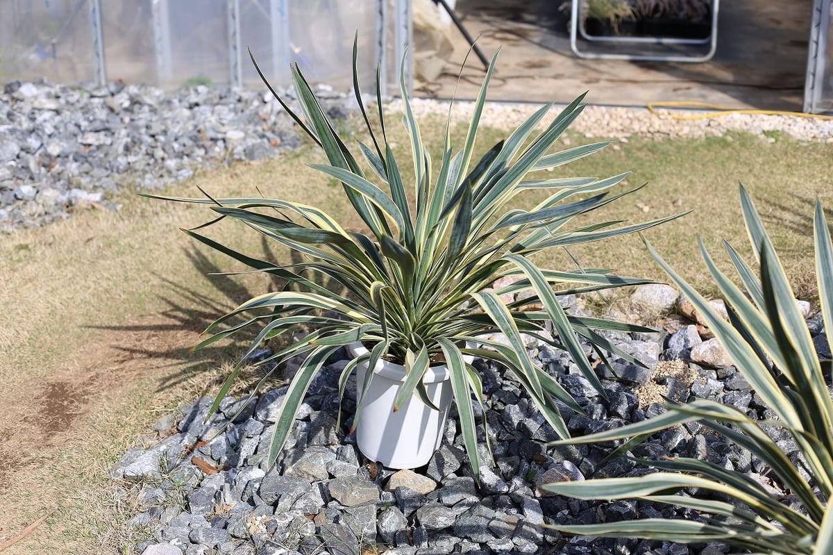 ユッカ　アロイフォリア中斑　メディオピクタ　ドライガーデン　アガベ ユッカ アロイフォリア中斑 メディオピクタ ドライガーデン