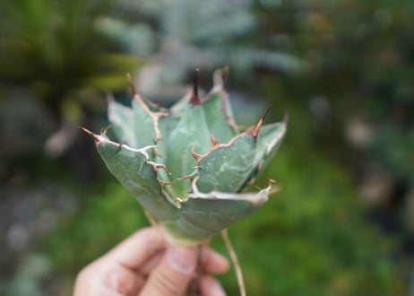 Agave titanota 白鯨 A NO.6
