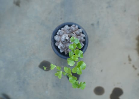 亀甲竜　Dioscorea Elephantipes