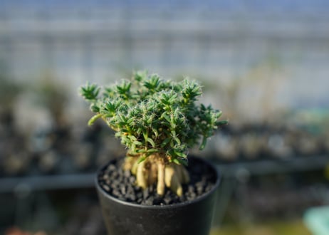 トリコディアデマ ステラツム　Trichodiadema stellatum  No.2