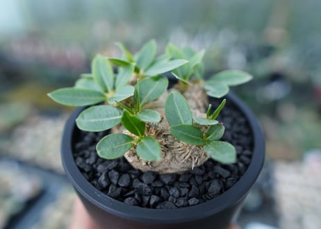 パキポディウム　恵比寿笑い　Pachypodium brevicaule
