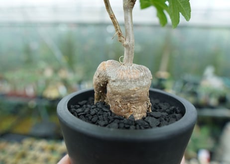 パニクラータ　hyb　Paniculata　Hyb