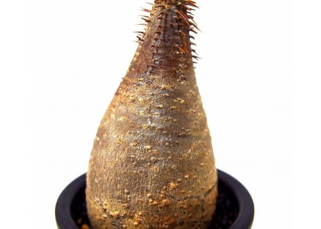 Pachypodium Gracilius パキポディウム  グラキリス  №7  little