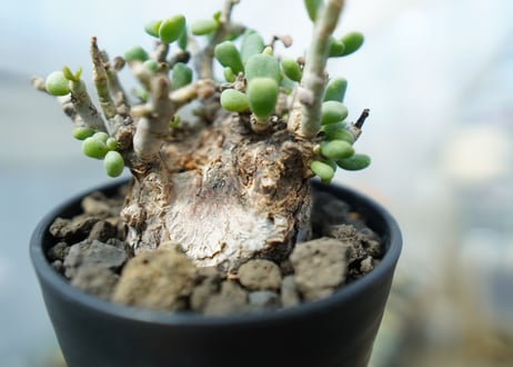 ケラリア　ピグマエア　Ceraria pygmaea 　No.4