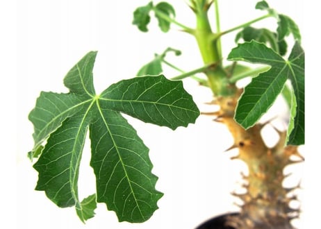 Jatropha fissispina　ヤトロファ フィッシスピナ