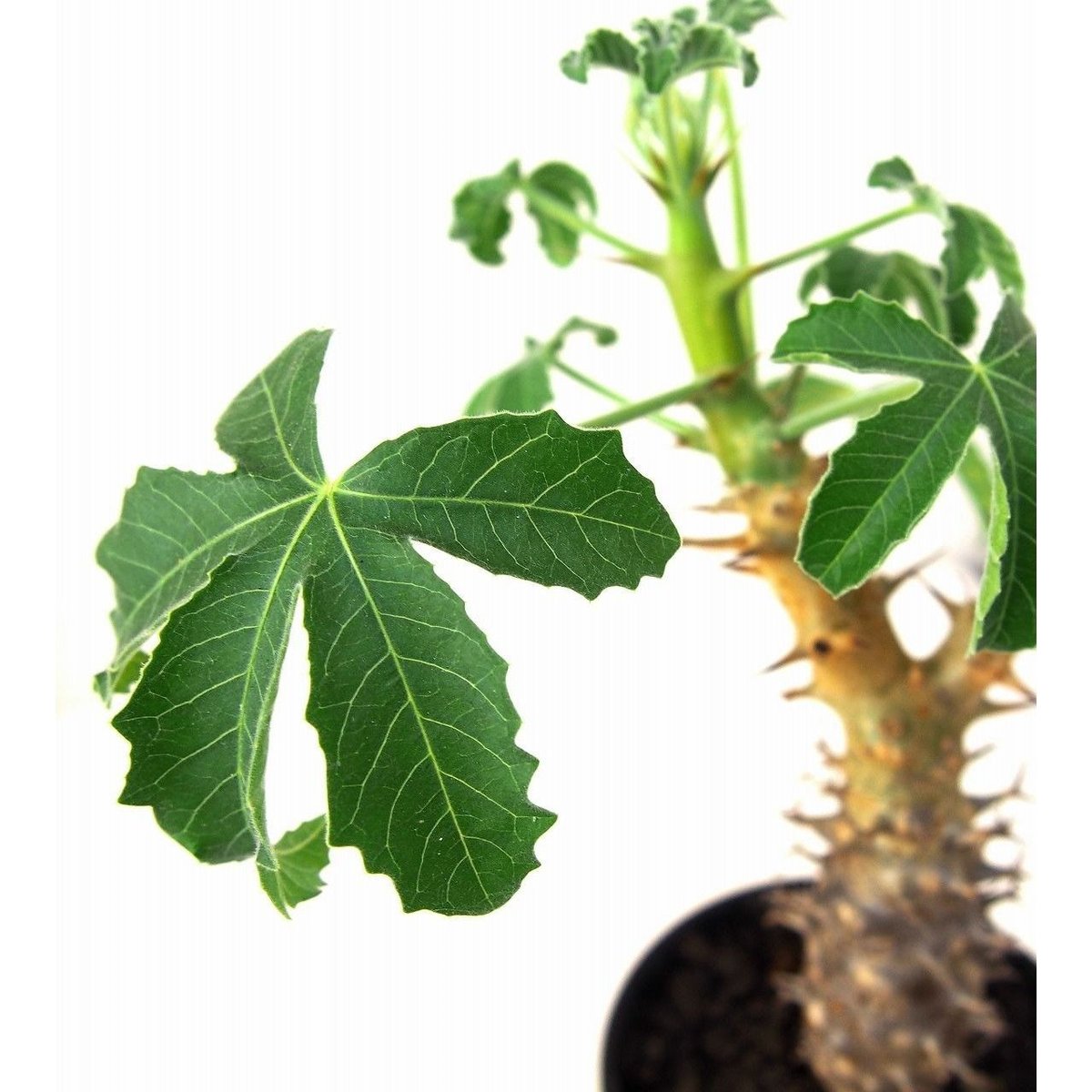 Jatropha fissispina ヤトロファ フィッシスピナ | mana's farm