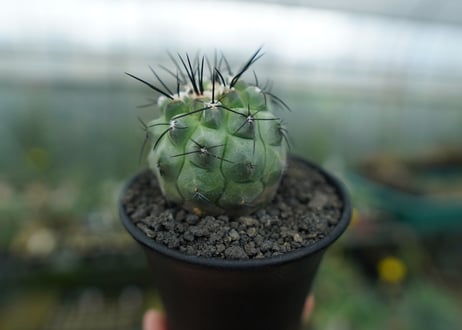 コピアポア　モンタナ 　”妖鬼玉”　Copiapoa montana