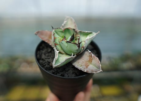 アガベ　チタノタ　 ブラックアンドブルー 　Agave titanota black and blue　No.5
