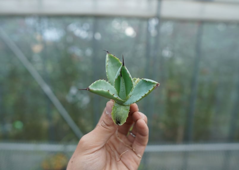 アガベ　マクロナカンサ　選抜株 アガベ マクロアカンサ錦 | hanayoshi-botanical