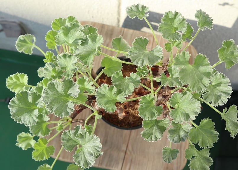 ぺラルゴ二ウム ミラビレ | mana's farm:塊根植物・アガベ・ドライ