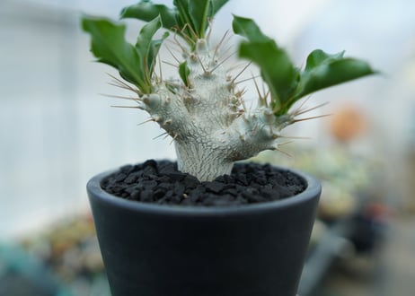 パキポディウム　サンデルシー　Pachypodeium saundersii  No.4