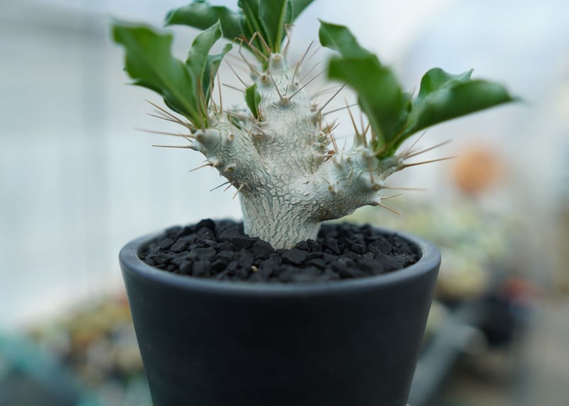 パキポディウム サンデルシー Pachypodeium saundersii No.4 |