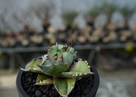 アガベ　チタノタ　 ブラックアンドブルー 　Agave titanota black and blue　No.1