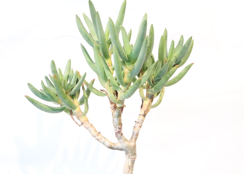 アロエ ラモシシマ | mana's farm:塊根植物・アガベ・ドライガーデン