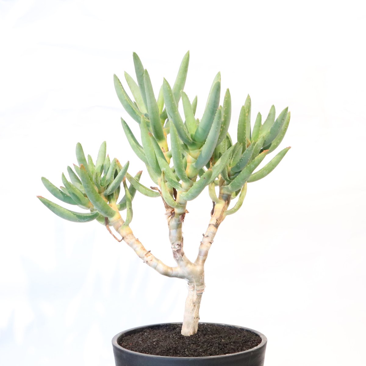 アロエ　ラモシシマ　優良株！　観葉植物　アガベ fit=scale-down,w=1200