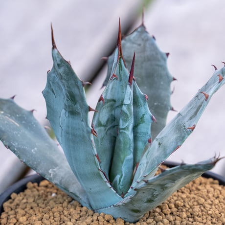 コロラータ | STORES