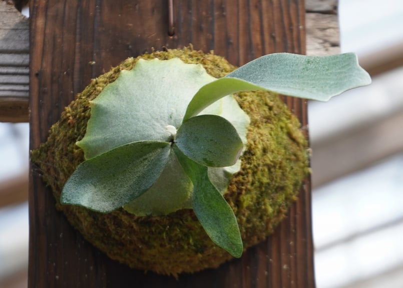 ビカクシダ P. Stella Aeterni (TC) | mana's farm:塊根植