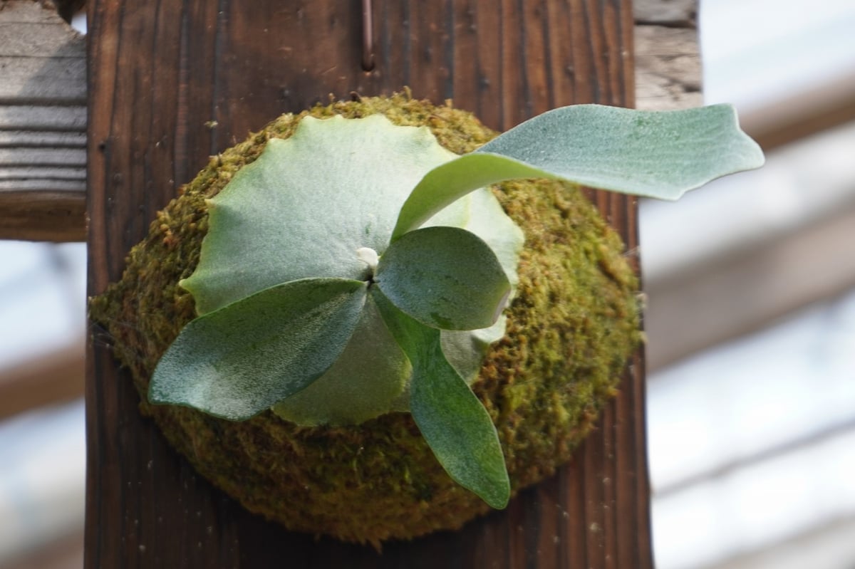 ビカクシダ P. Stella Aeterni (TC) | mana's farm:塊根植